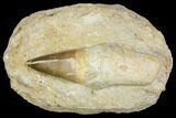 Rooted Mosasaur (Prognathodon) Tooth - Morocco #150250-2